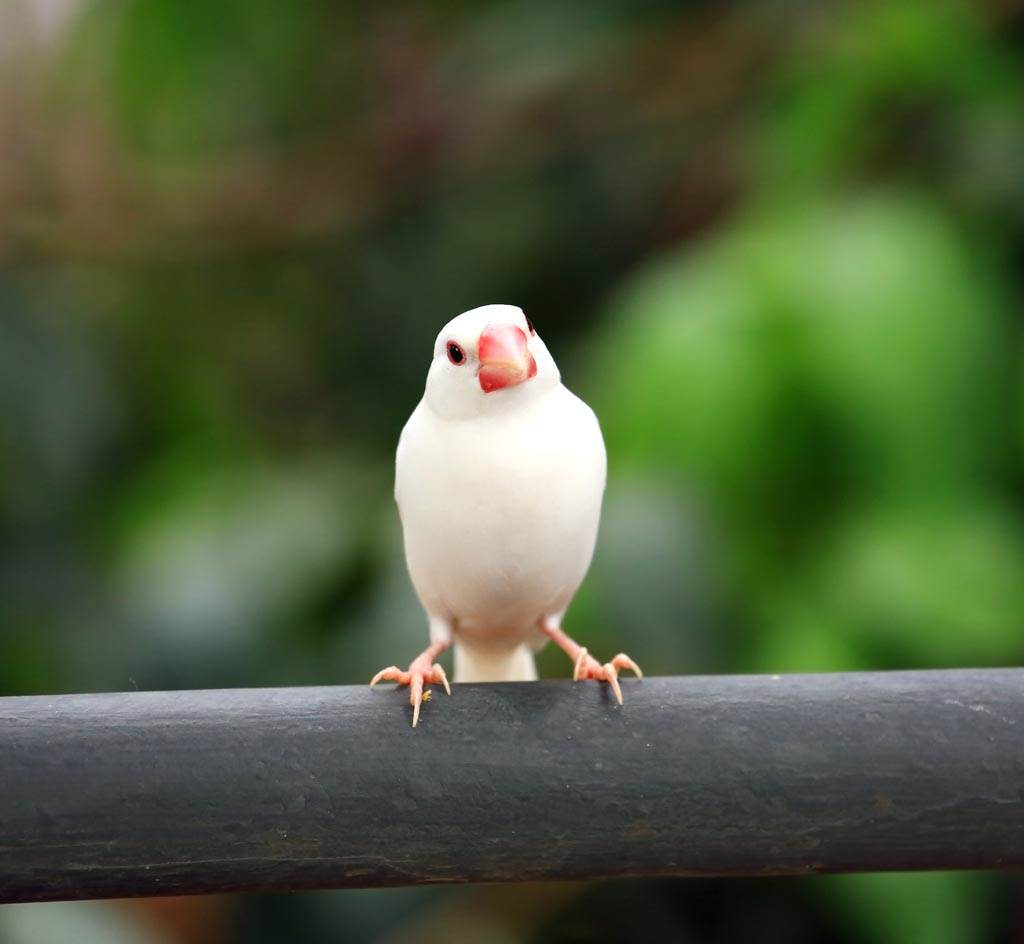 飛行中的白文鳥長啥樣 這角度激似 飛天蒜頭 搜奇 網推