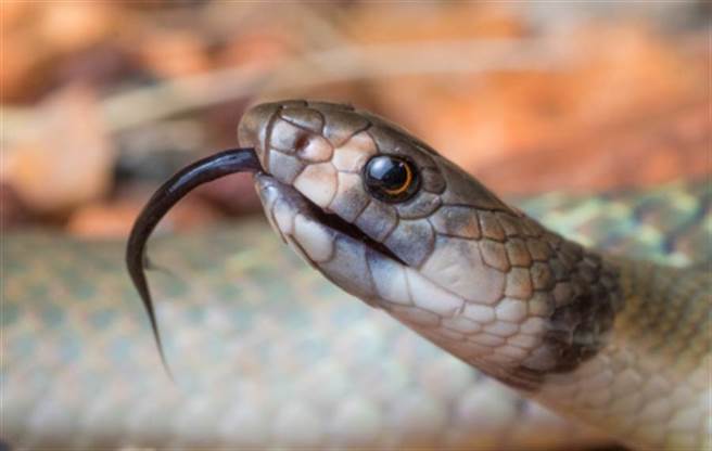 泰国又传马桶有蛇案件，简直吓坏民眾。（示意图／Shutterstock）