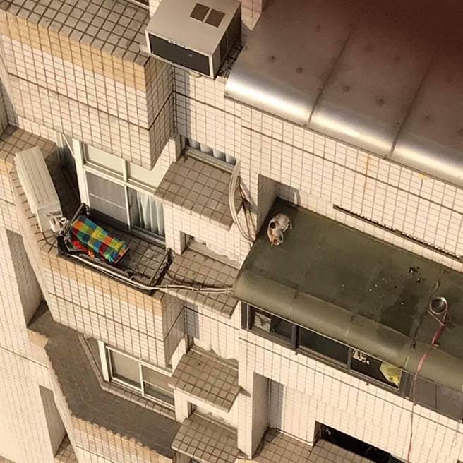 瘦弱三花猫受困8楼遮雨棚。（图／饲主Ting Ying Lin授权提供，未经许可请勿擅自取用，避免侵权）