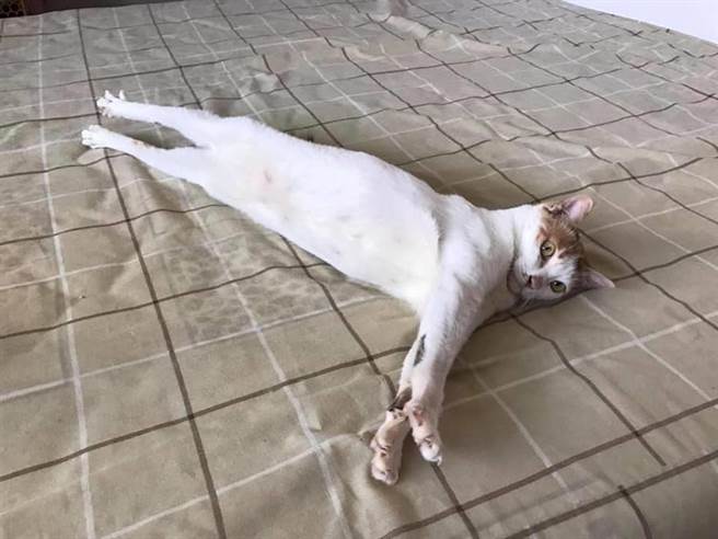 三花猫被救援后收编，并且取名为Mi Lu。（图／饲主Ting Ying Lin授权提供，未经许可请勿擅自取用，避免侵权）