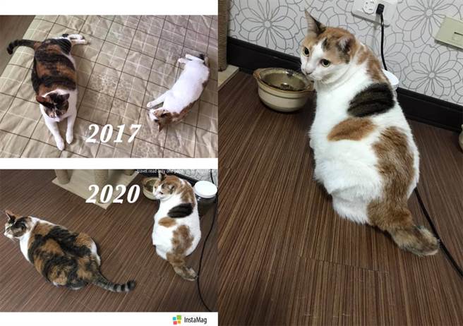 没想到如今3年半过去了，Mi Lu的身材也日渐走钟。（图／饲主Ting Ying Lin授权提供，未经许可请勿擅自取用，避免侵权）