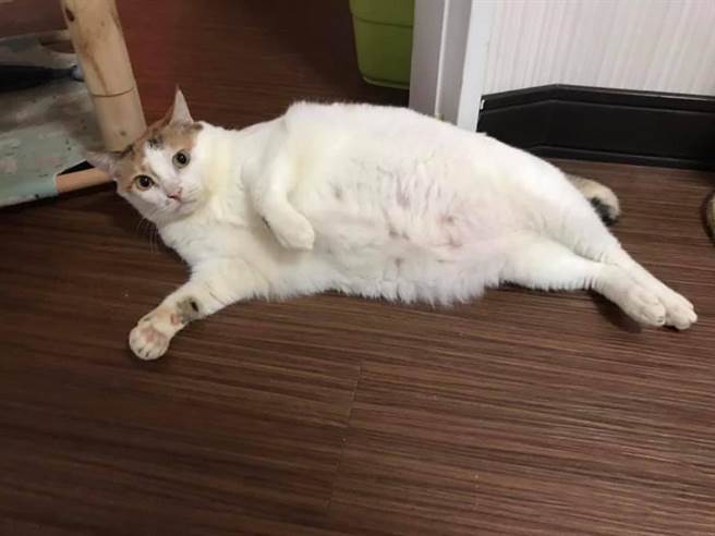 3年后直接「澎皮2倍」，长成瓦斯桶！（图／饲主Ting Ying Lin授权提供，未经许可请勿擅自取用，避免侵权）