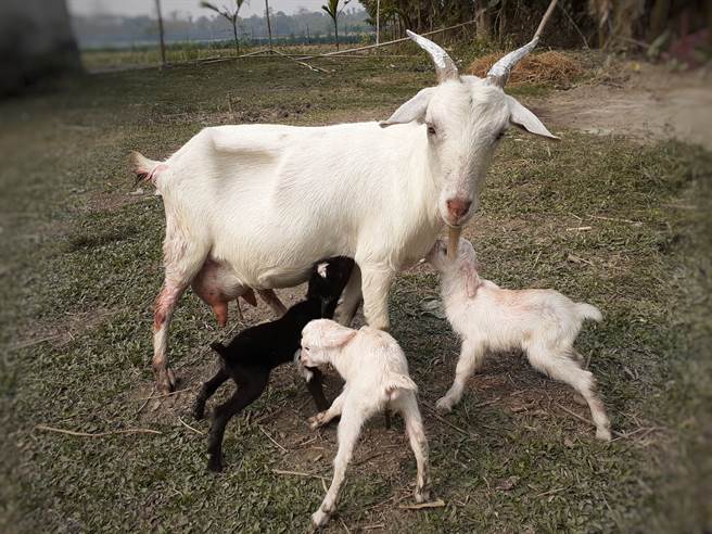 畸形小羊天生无鼻「眼睛长嘴里」 当地人疯朝圣膜拜讚：上帝奇蹟(示意图／达志影像)