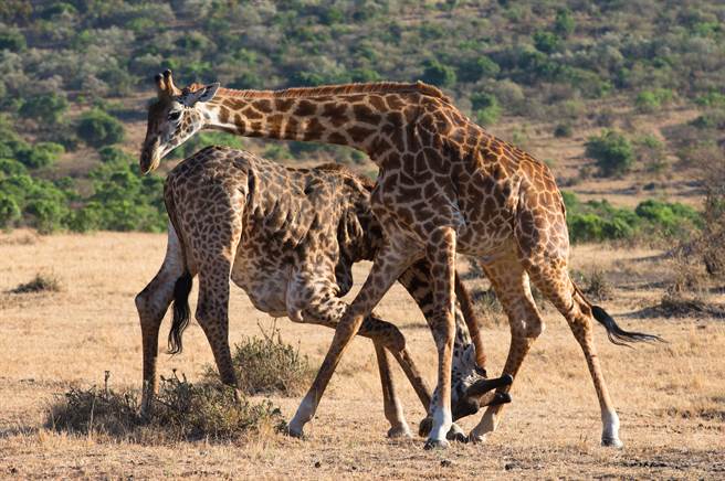 2长颈鹿罕见浴血生死斗  败者惨被爆头狠踩脚下(示意图／达志影像)