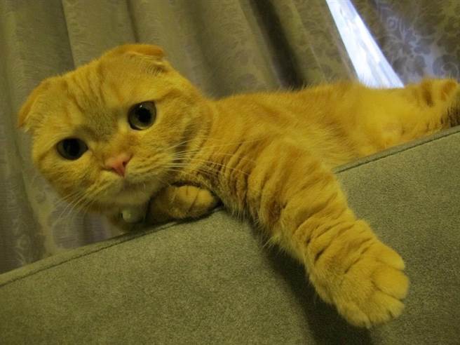 圆滚橘猫被迫剃光全身毛竟变种成「谜样生物 」 万人笑歪(图/原PO授权提供)