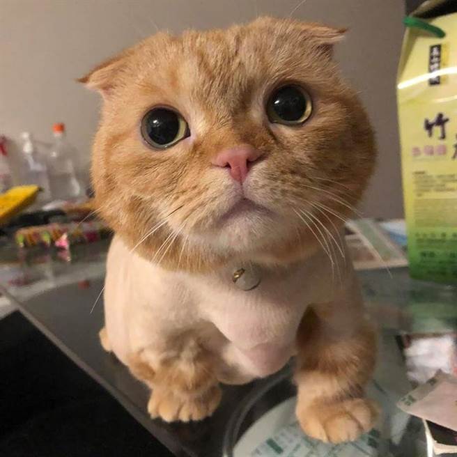 起司之前剃光身体的毛就曾被网友笑称是「河童」。(图/原PO授权提供)