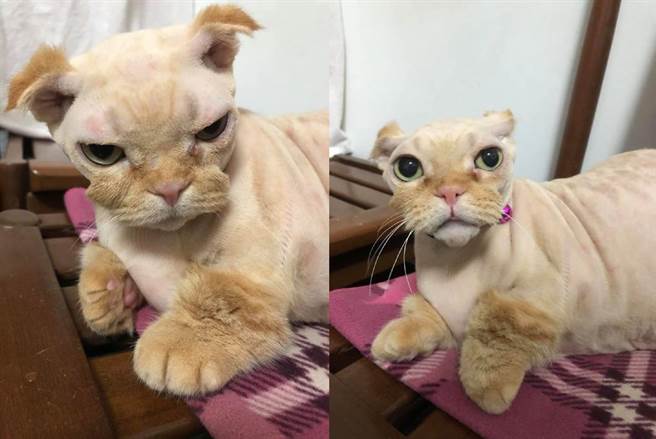 这次因为霉菌蔓延到脸部只好继续剃毛，全身只剩下嘴巴和脚还有毛，变成似豹似狗的谜样生物。(图/原PO授权提供)