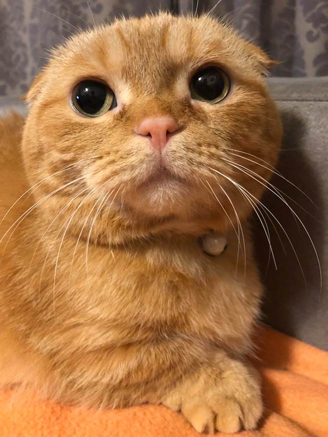 和原本圆滚滚的模样差超多，让饲主和许多网友的嘴角都忍不住失守(图/原PO授权提供)