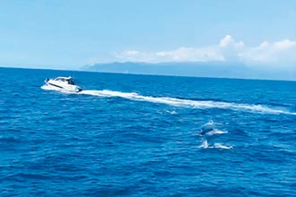宜蘭遊艇騷擾鯨豚超惡劣 海巡署法辦
