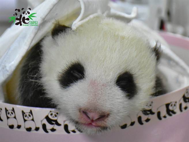 圆仔妹出生43天头好壮壮 窝妈怀里撒娇互动超萌(图/台北市立动物园提供)