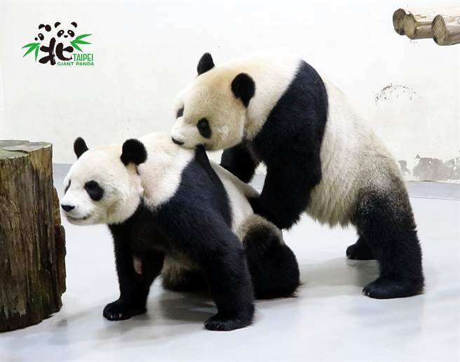 圆圆在发情高峰时 保育员尝试让团团和圆圆进行自然交配(图/台北市立动物园提供)