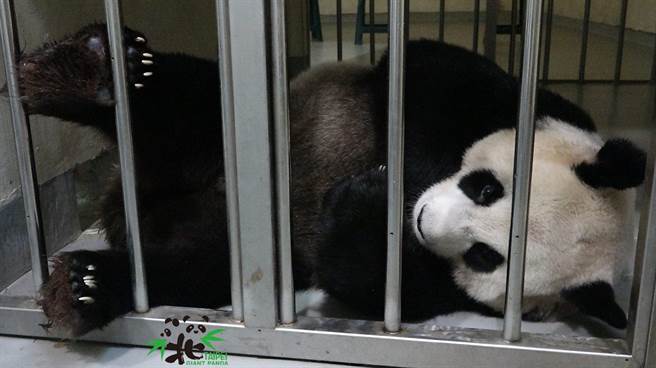圆圆经歷生产的不适而躺下休息(图/台北市立动物园提供)