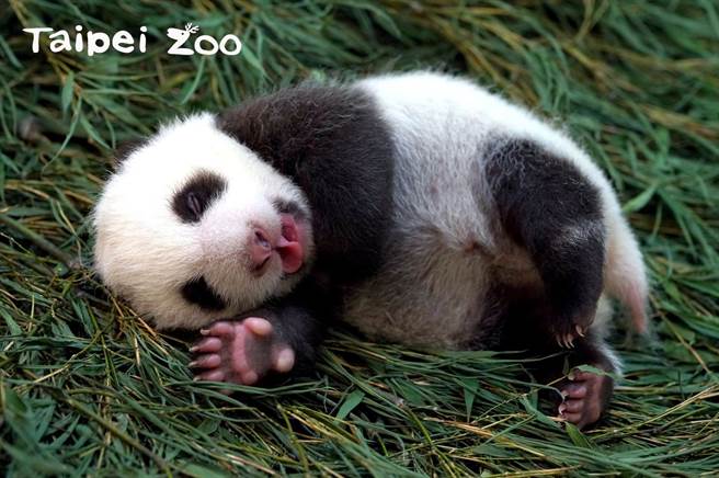 圆仔妹今日已43日龄 体重也来到2381.8公克(图/台北市立动物园提供)