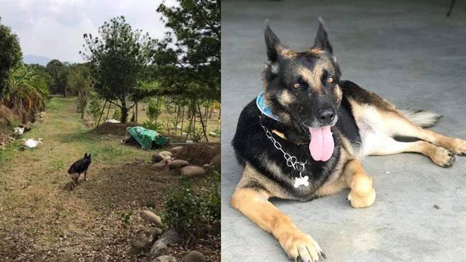 家里的狼犬希希日前反常狂吠，才成功让家人注意到眼镜蛇闯入，饲主张菈菈更透露，平常希希很喜欢抓小动物，这次竟然懂得不逗弄蛇，还会保持距离，十分聪明。(图/张菈菈授权提供)