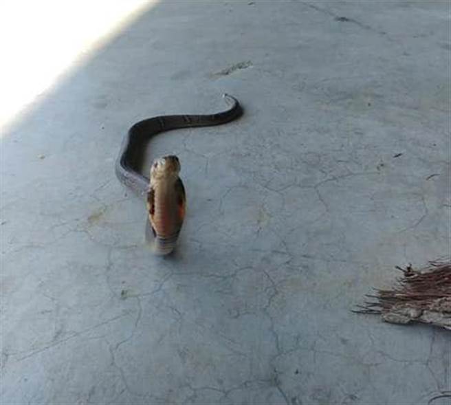 拍照纪录时，眼镜蛇竟看镜头萌笑 (图/张菈菈授权提供)