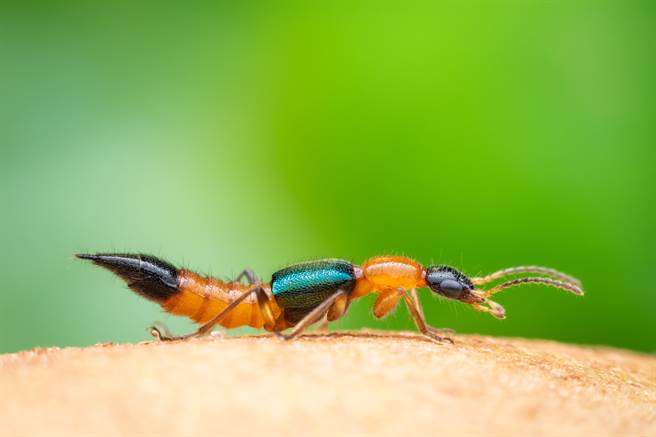 隐翅虫的名字怎么来的？20秒影片一看秒懂(示意图／达志影像)