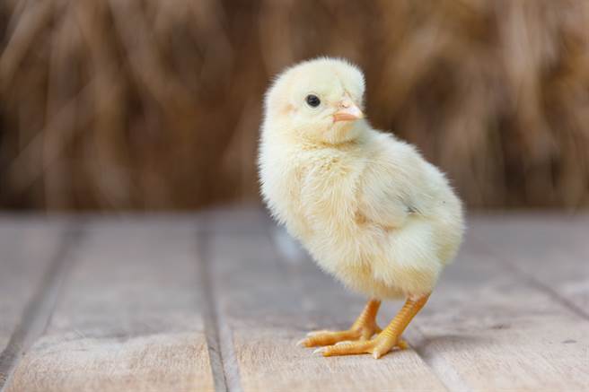 童年惨被恶霸鸡欺压 小黄鸡隐忍100天变身「巨无霸」反击(示意图/达志影像)