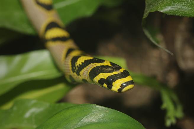 爬山遇罕见「黑黄鲜艳图腾」美蛇现踪 网一看惊呼：恭喜中奖(示意图／达志影像)