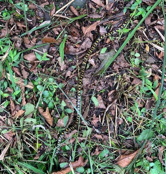 网友萧先生在爬山的时候巧遇一条罕见美蛇，赶紧拍下照片留念。(图/萧先生授权提供)