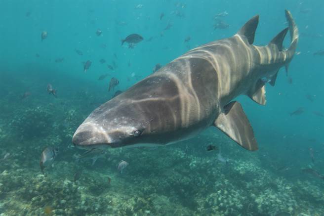 游艇趴爽溜滑水道 一下海竟直接与3M巨鲨「大眼瞪小眼」(示意图／达志影像)