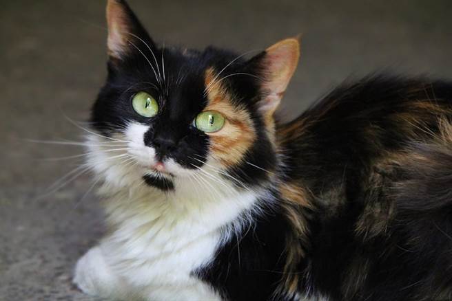 饲主切洋葱害喷泪 三花猫茫然呆坐：我怎么哭了？（示意图／达志影像）