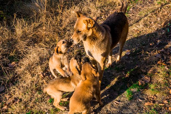 降暴雨狗窝惨淹没 勇敢浪浪衝入湍急洪水救小狗(示意图/达志影像)