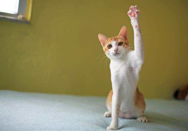 貓奴才關燈後出門，沒想到回家後又被唸沒關，一進房間抓到現行犯(示意圖/達志影像)