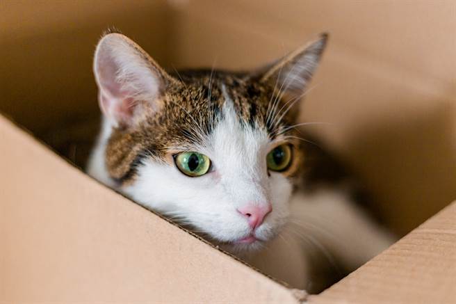 鏡中倒影呈現貓待紙箱內，但將鏡頭照向實體，卻發現紙箱裡根本沒有貓(示意圖/達志影像)