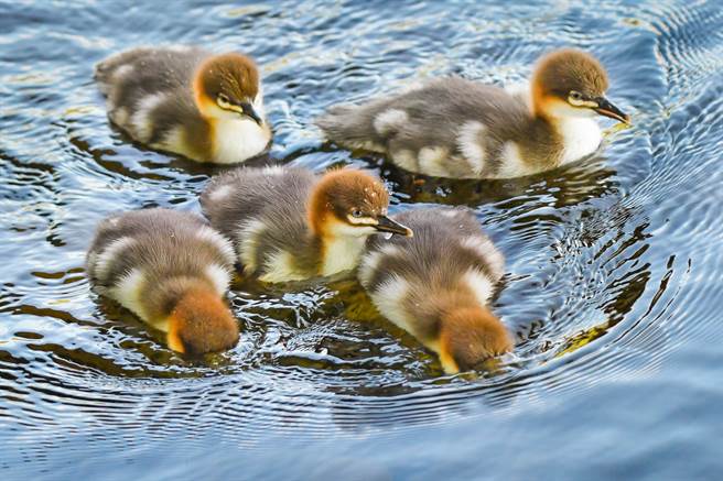 怪鳥被抓後放生，旋風式落跑讓千萬人驚呆(示意圖/達志影像)