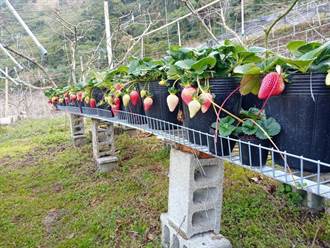 新品種「戀香」草莓種苗量產上市