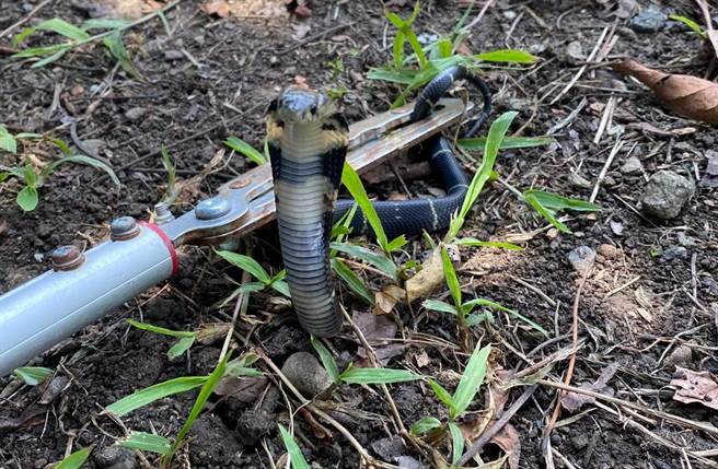 台东长滨乡农夫在田间发现眼镜蛇，牠凶猛昂首吐信、作势攻击，不过发出的却不是「嘶嘶声」，而是类似人声的「喝喝声」。（照片：苏姓民眾提供）