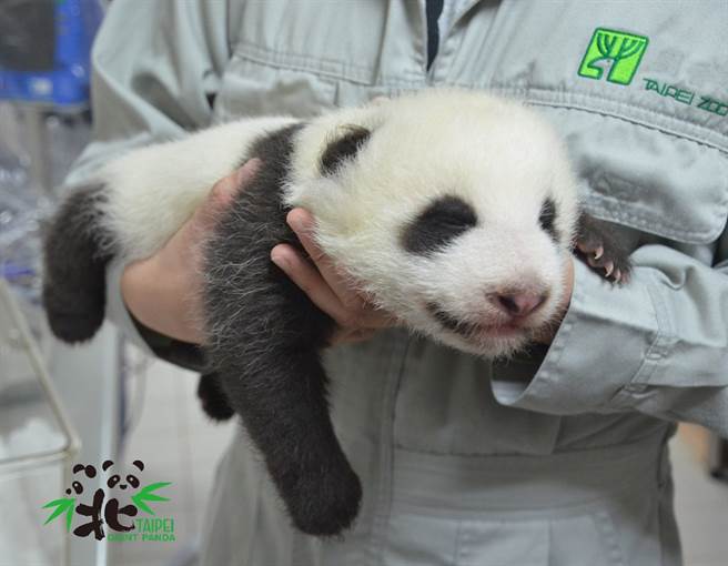 圆仔妹47天大终于睁眼了 (图/臺北市立动物园提供)