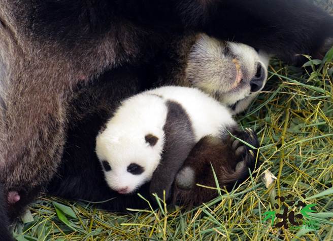 依偎着妈妈圆圆睡觉最让圆仔妹安心(图/臺北市立动物园提供)