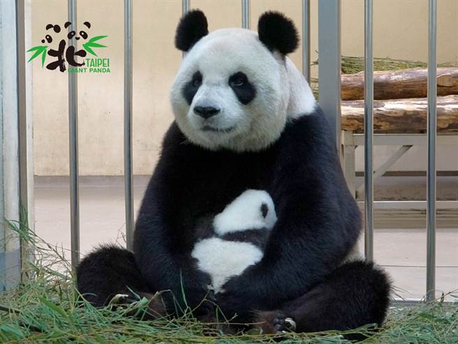 圆圆抱着圆仔妹喂奶(图/臺北市立动物园提供)