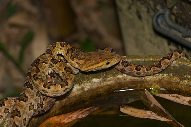 保育类动物每天「侵门踏户」 正妹崩溃：回家处处有危险 (示意图／达志影像)