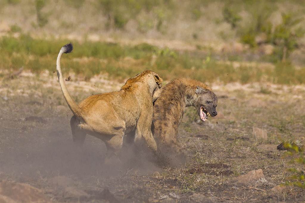 落單母獅遭20隻鬣狗殘忍吞沒 下秒奇蹟扭轉命運(示意圖／達志影像)