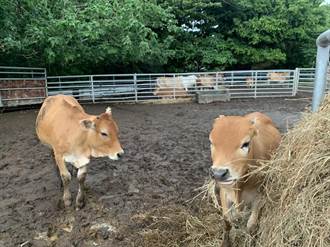 放牛吃草 免費「勞工」解決光電板雜草叢生問題