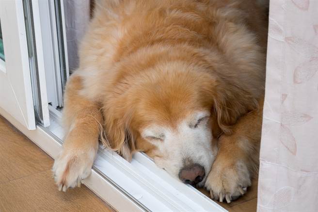 金毛胖到险被安乐死 好心女帮甩肉变身狗界帅哥(示意图/达志影像)