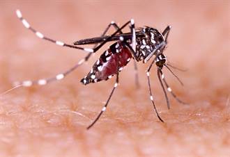 製造大滅絕 美要在佛州礁島放7.5億隻基因改造蚊