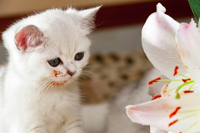 愛貓染花粉樂極生悲飼主淚崩 活不過今晚 萌寵 網推