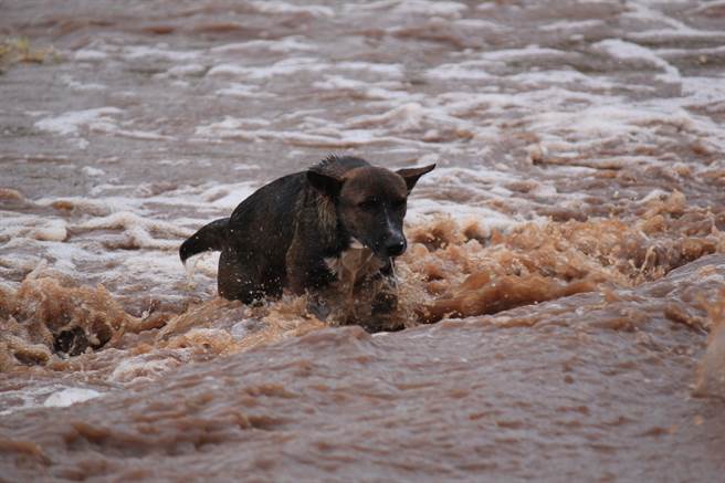 狗一家受困洪水被救起，没想到竟少了一只，狗妈妈奋不顾身衝入急流救儿(示意图/达志影像)
