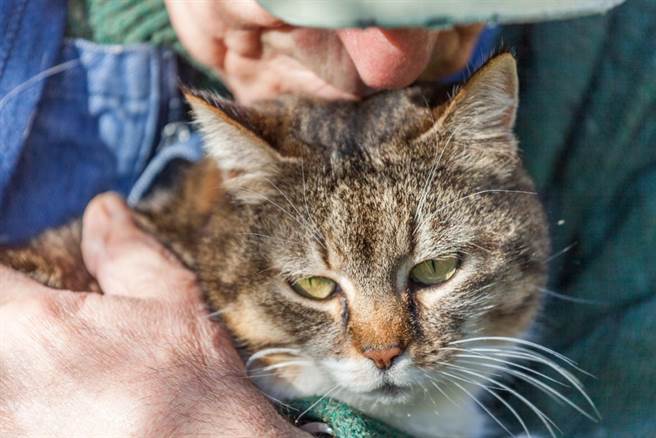 84岁爷爷跌倒无助躺浴室16时 猫主子听懂「叮铃暗号」救他一命（示意图／达志影像）