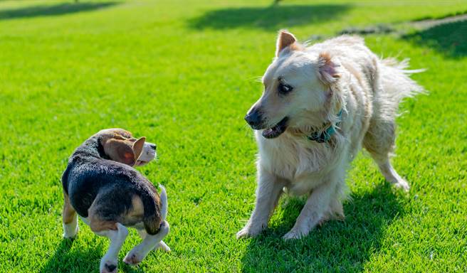 暴躁黑柴狠脸狂咆哮 大金毛怕爆贴壁「噜着走」(示意图/达志影像)
