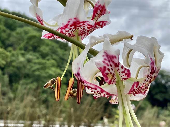 花現豔百王 峭壁的精靈來訪平溪紫東社區 生活 中時