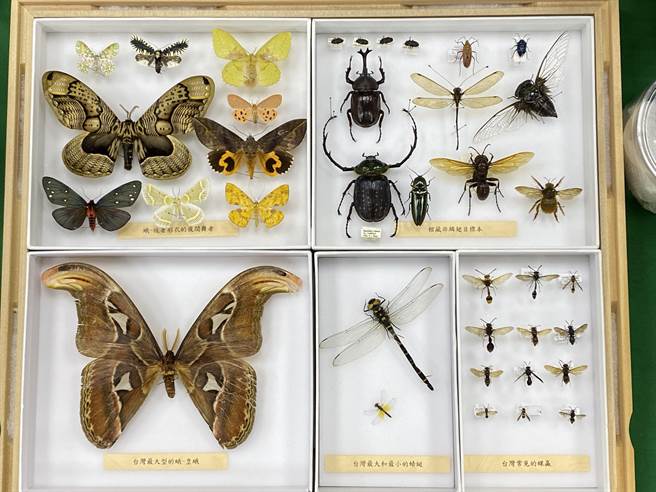 植物昆蟲也有戶口名簿 林試所 雙館齊下 典藏珍貴標本 生活 中時