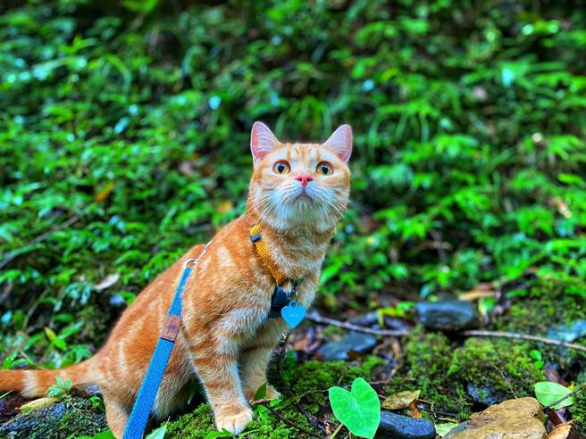 飼主驚魂墜谷 靈貓帶路神救援(圖/粉專 小樂樂屁股扭一扭授權提供)