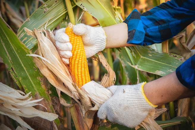 整根玉米微波加热竟炸成「雪白爆米花」画面太魔性（示意图／达志影像）