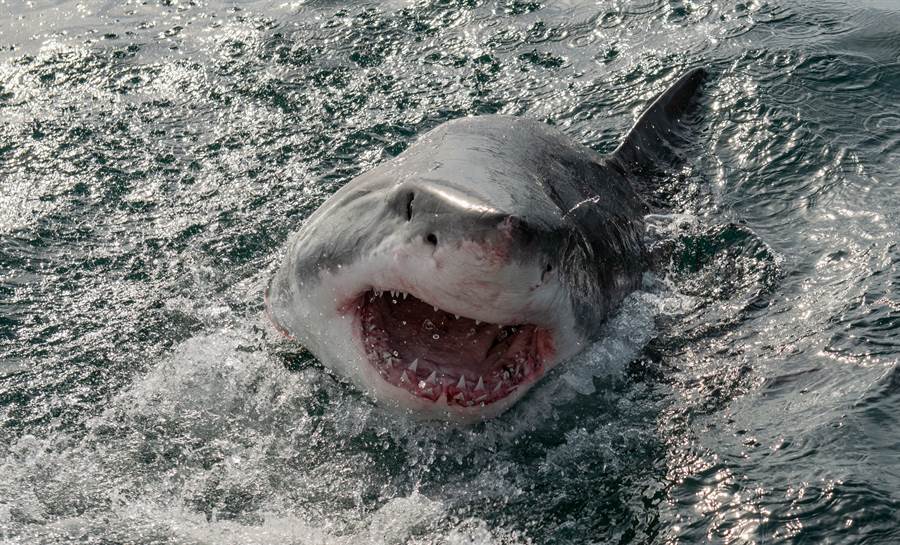大白鯊飛躍海面4公尺空中血口咬獵物畫面震撼 搜奇 話題