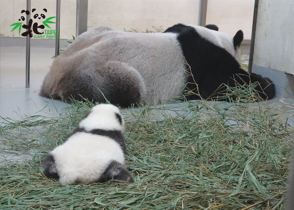 圓仔妹和媽媽一起趴睡(圖/臺北市立動物園提供)