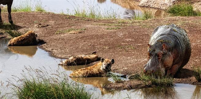 非洲野狗群围捕羚羊竟遭鬣狗河马乱入 混战场面激烈(示意图／达志影像)